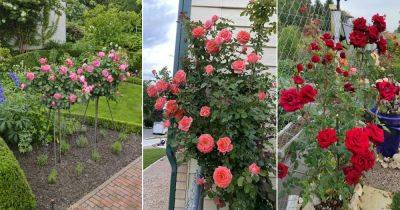 13 Most Beautiful Long Stem Roses for the Garden - balconygardenweb.com