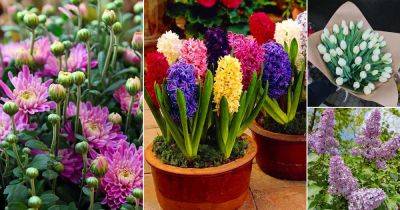 19 Types of Funeral Flowers | Best Sympathy Plants - balconygardenweb.com - China - Japan