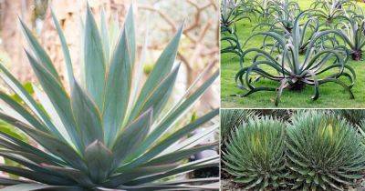 12 Types of Agave Plants to Grow | Best Agave Varieties | - balconygardenweb.com - Usa