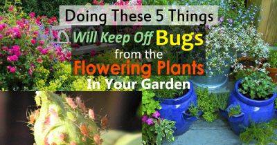 How To Keep Bugs Off Flowers | 5 Simple Ways - balconygardenweb.com