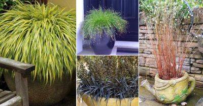 Best Ornamental Grasses for Containers | Growing Ornamental Grass - balconygardenweb.com - Japan - New Zealand