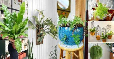 36 Beautiful Indoor Fern Display Pictures for Every Home - balconygardenweb.com