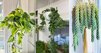 10 Best Low Light Hanging Houseplants for Your Home - balconygardenweb.com