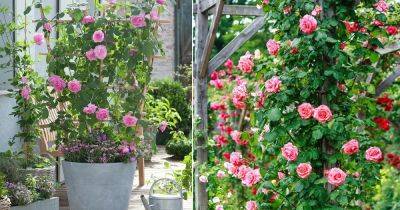 How to Grow Big Roses Vertically (8 Great Ways) - balconygardenweb.com