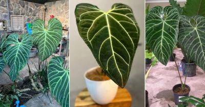 How to Grow and Care for Anthurium Regale - balconygardenweb.com - Peru