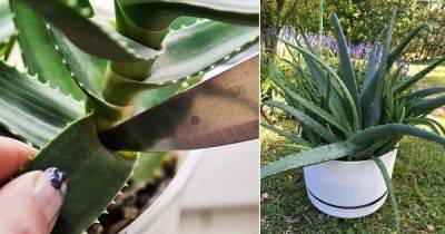 How to Cut an Aloe Vera Plant Without Killing it - balconygardenweb.com
