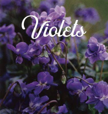 Re-Thinking Scented Violets - growingwithplants.com - France