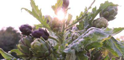 Artichokes in the North - growingwithplants.com - Usa - Italy - city Jerusalem - state California