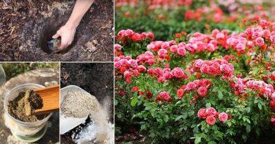 Put these 10 Things in Your Rose Planting Hole for More Flowers - balconygardenweb.com