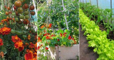 18 Plants to Grow Under Tomatoes | What to Plant with Tomatoes - balconygardenweb.com