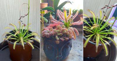 Octopus Plant Growing Guide | Drosera capensis Care - balconygardenweb.com - South Africa