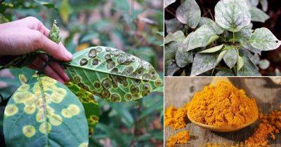 8 Amazing Turmeric Uses in Garden to Save Your Plants - balconygardenweb.com - India