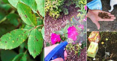 15 DIY Rose Fertilizers and Remedies Available in Your Kitchen - balconygardenweb.com