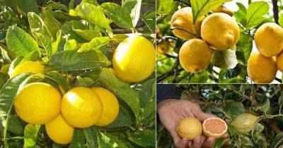 6 Types of Lemon in California | Lemon Varieties in California | - balconygardenweb.com - Australia - state California