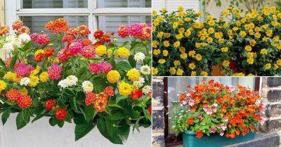 32 Appealing Cascading Flowers for Window Boxes - balconygardenweb.com