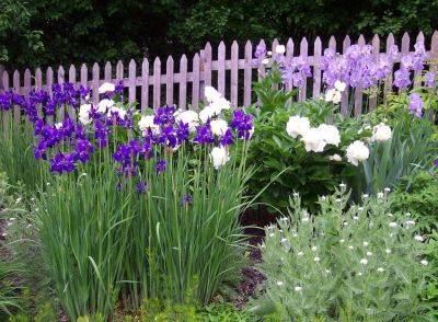 Iris Companion Plants | Gardener's Guide on Companion Plants for Iris - balconygardenweb.com - Japan
