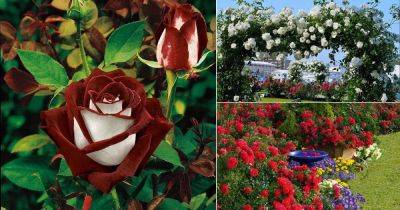 17 Different Types of Roses | Best Rose Varieties - balconygardenweb.com - Britain
