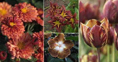 21 Types of Brown Flower Names - balconygardenweb.com - Japan