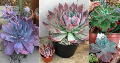 19 Echeveria Varieties that Grow Bigger and Fuller - balconygardenweb.com - Mexico