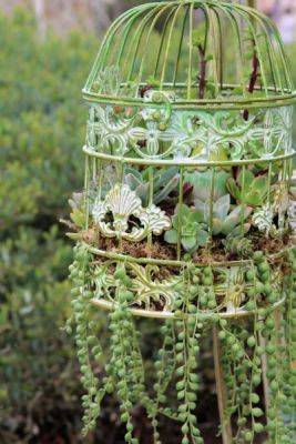 How to Grow Succulents in a Birdcage - balconygardenweb.com - state Ohio