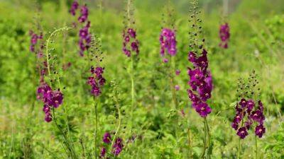 How to Grow Mullein | Care and Growing Mullein Plant - balconygardenweb.com