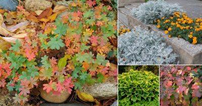 35 Beautiful Fall Foliage Plants - balconygardenweb.com - Japan - city Boston