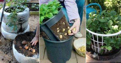 12 DIY Potato Pots to Grow Potatoes Without Digging - balconygardenweb.com