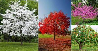 17 Best Trees to Plant in Georgia | Most Common Trees in Georgia - balconygardenweb.com - Georgia