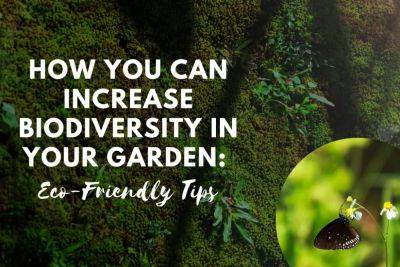 How You Can Increase Biodiversity In Your Garden: Eco-Friendly Tips - realmensow.co.uk
