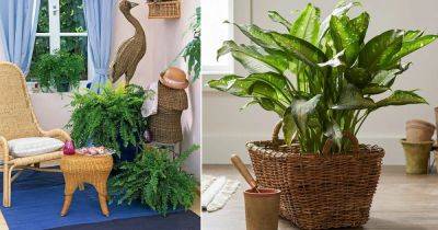 Houseplants to Keep Your House Cool During Summers - balconygardenweb.com - city Boston