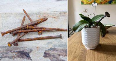 How Rusty Nails Can Save Your Dying Plants - balconygardenweb.com