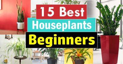 15 Best Houseplants For Beginners - balconygardenweb.com - Britain