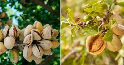Do Almonds Grow on Trees + How Do Almonds Grow - balconygardenweb.com - Usa - state California - region Mediterranean