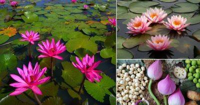 Lotus Flower Meaning and Symbolism - balconygardenweb.com - China - India - Egypt