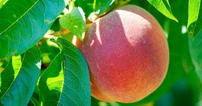 How to Grow Peach Trees in Containers - gardenerspath.com