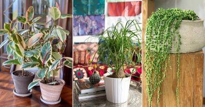 14 Indoor Plants That Don't Need Water (Before A Month) - balconygardenweb.com