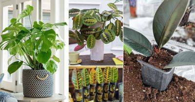 31 Indoor Plants You Can Grow from Cuttings - balconygardenweb.com - city Sansevieria