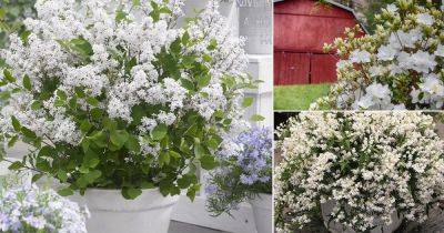 25 Bushes with White Flowers | White Flowering Shrubs | - balconygardenweb.com - Japan