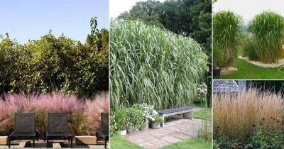 25 Tall Grass Privacy Ideas You Must Try! - balconygardenweb.com