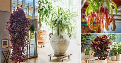 60 Different Types of Indoor Plants | Houseplant Types - balconygardenweb.com