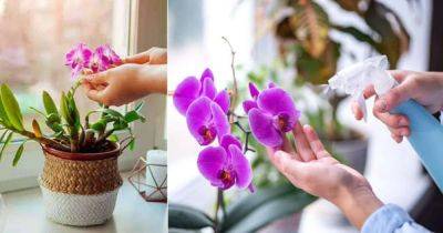 How to Water Orchids | Orchid Care Guide - balconygardenweb.com