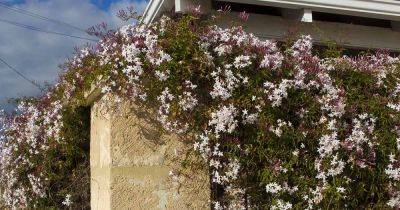 How to Propagate Jasmine - gardenerspath.com - India - Italy - Spain