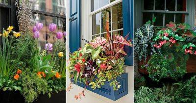 23 Most Beautiful Plants for Window Boxes - balconygardenweb.com