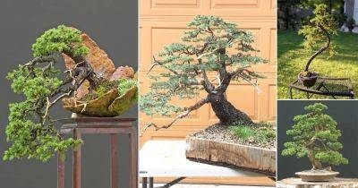 27 Best Black Spruce Bonsai Pictures - balconygardenweb.com