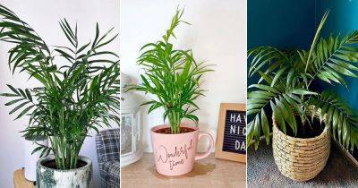 Neanthe Bella Palm Care | How to Grow Parlor Palm Indoors - balconygardenweb.com - Mexico - Guatemala