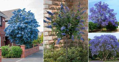 13 Beautiful Trees With Blue Flowers - balconygardenweb.com - China - state Texas