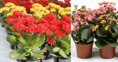 How to Force Kalanchoe to Flower More | Kalanchoe Flowering Tricks and Tips - balconygardenweb.com