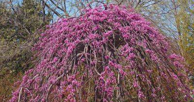 How to Grow and Care for Lavender Twist Redbuds - gardenerspath.com - state Ohio