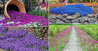 48 Best Flowering Ground Cover Plants - balconygardenweb.com