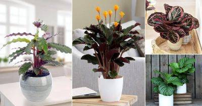 19 Best Calathea Types | Calathea Varieties List - balconygardenweb.com